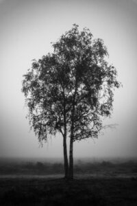 Image of a lone tree